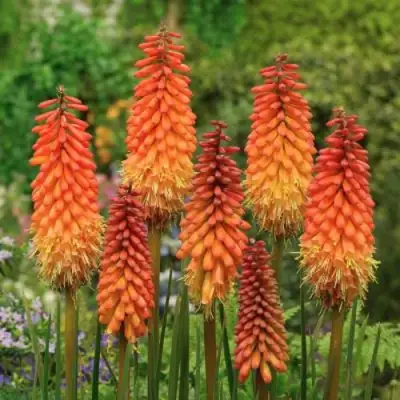 Книфофия АЛЬКАЗАР гибридная в Гомеле