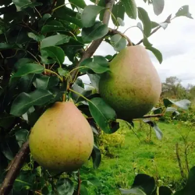 Груша ЛИРА в Гомеле