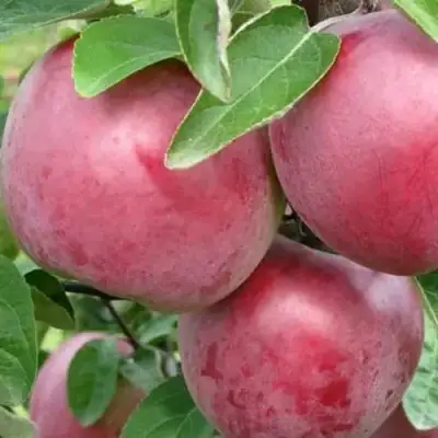 Яблоня АЛЕСЯ в Гомеле