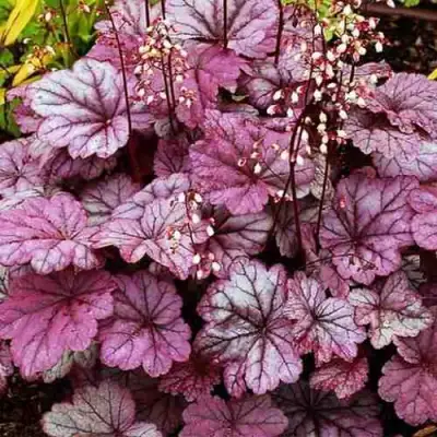 Гейхера ШУГА ФРОСТИНГ в Гомеле