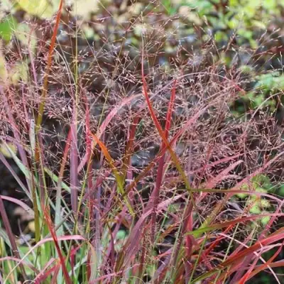 Просо РЕБРАУН прутьевидное в Гомеле