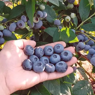 Голубика БОНУС в Гомеле