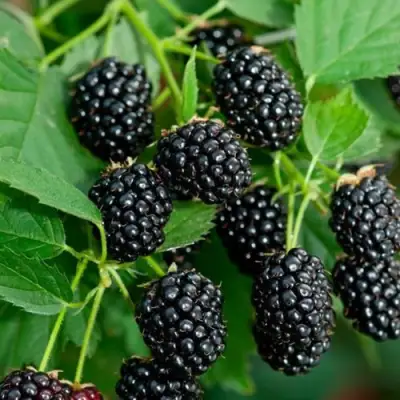 Ежевика ЛОХТЕЙ бесшипная в Гомеле