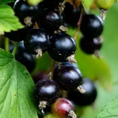 Смородина чёрная КАТЮША в Гомеле