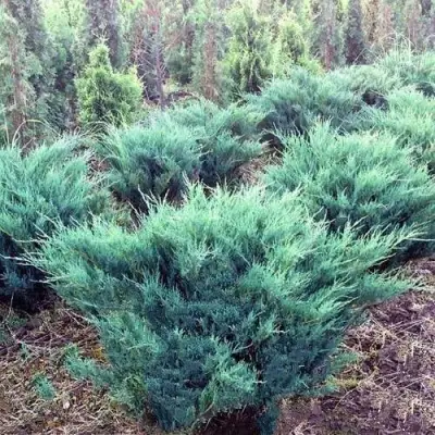 Можжевельник БЛЮ ДАНУБ казацкий  в Гомеле