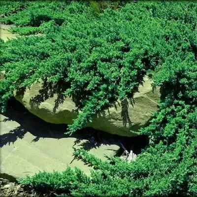 Можжевельник НАНА лежачий в Гомеле