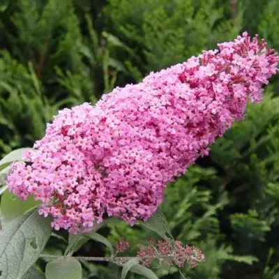 Буддлея давида ПИНК ДЕЛАЙТ в Гомеле