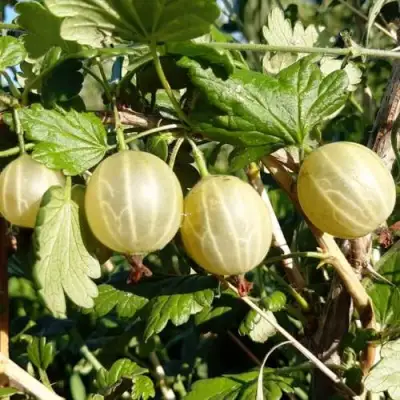 Крыжовник БЕЛОРУCСКИЙ САХАРНЫЙ 2 в Гомеле