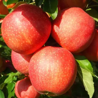 Яблоня ГАЛА ШНИГА в Гомеле