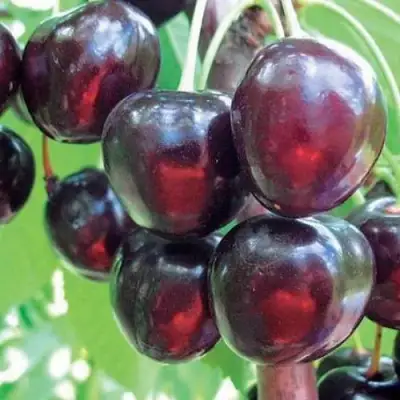 Черешня ЛЮБИМИЦА АСТАХОВА в Гомеле