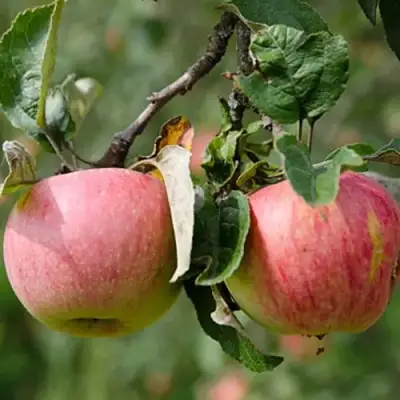 Яблоня МЕЛБА в Гомеле