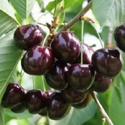 Черешня ЛЕНИНГРАДСКАЯ ЧЁРНАЯ в Гомеле