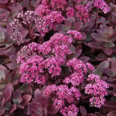 Очиток (седум) САНСПАРКЛЕР ФАЙЕРКРЕКЕР в Гомеле