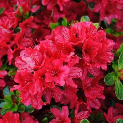 Азалия ХИНО КРИМСОН японская в Гомеле