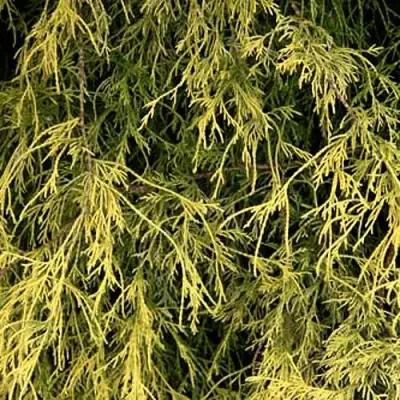 Кипарисовик ФИЛИФЕРА АУРЕА горохоплодный в Гомеле