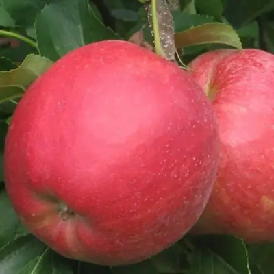 Яблоня РУБИН в Гомеле