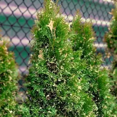 Туя СМАРАГД ВАРИЕГАТА западная в Гомеле