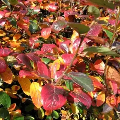 Кизильник блестящий в Гомеле