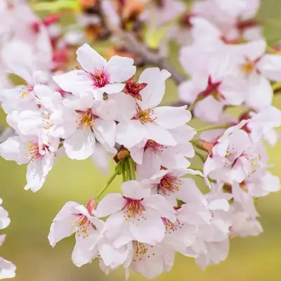 Сакура КОЙО НО МАЙ в Гомеле