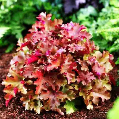 Гейхера МАРМЕЛАД в Гомеле