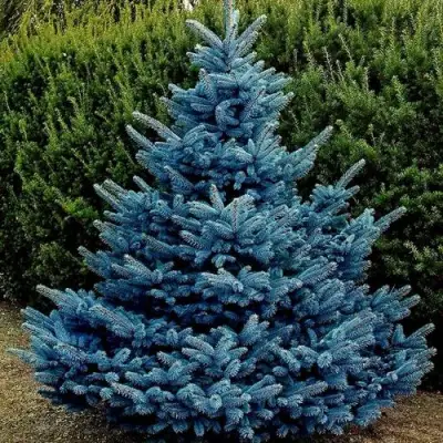 Ель МАДЖЕСТИК БЛЮ колючая в Гомеле