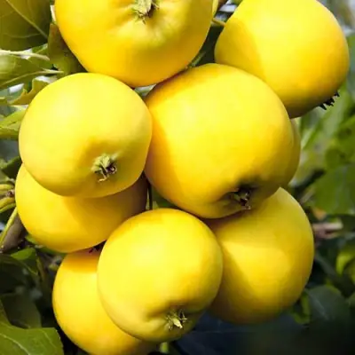 Яблоня УРАЛЬСКОЕ НАЛИВНОЕ в Гомеле