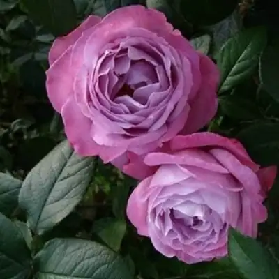 Роза АКВА чайно-гибридная в Гомеле