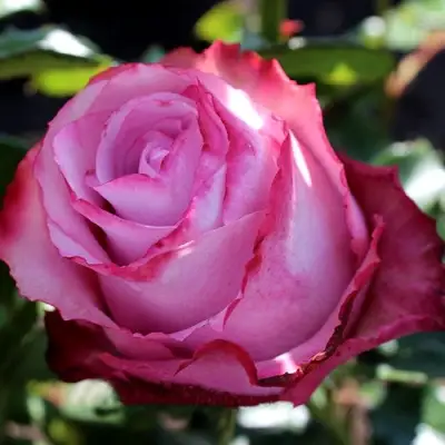 Роза ДИП ВОТЕР чайно-гибридная в Гомеле