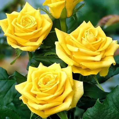 Роза ПАПИЛОН чайно-гибридная в Гомеле