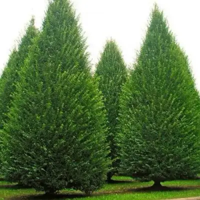 Граб  в Гомеле