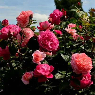 Роза ОЛЬГА шраб в Гомеле