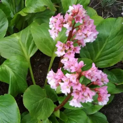 Бадан БЭБИ ДОЛЛ в Гомеле