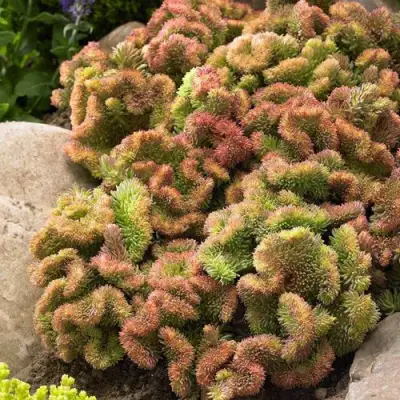 Очиток (седум) КРИСТАТУМ отогнутый в Гомеле