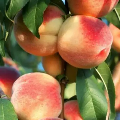 Персик ЛОЙКО 2 в Гомеле