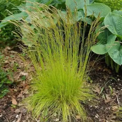 Щучка ТАТРА ГОЛД извилистая в Гомеле