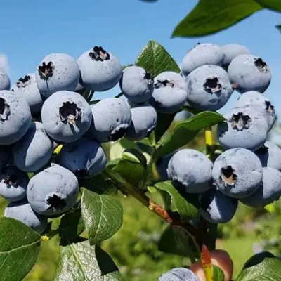 Голубика НЕЛЬСОН в Гомеле