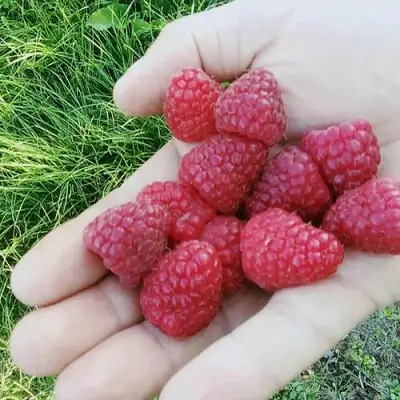 Малина ПОЛЬКА (ПОЛКА) в Гомеле