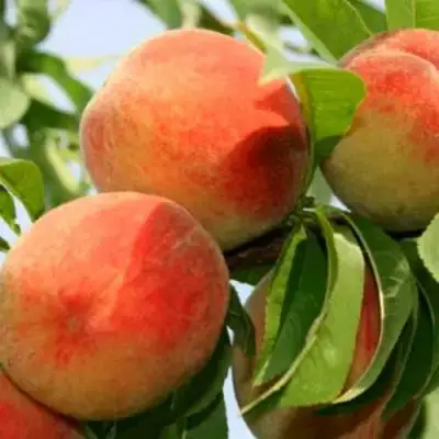 Персик ВАРДЕНИ в Гомеле