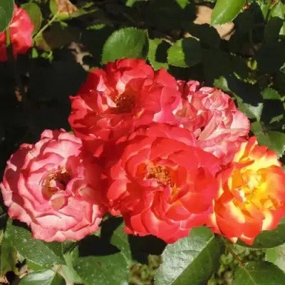 Роза ТАЙФУН спрей в Гомеле