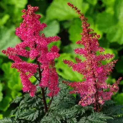 Астильба МУЛЕН РУЖ курчавая в Гомеле