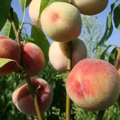 Персик ДОНЕЦКИЙ БЕЛЫЙ в Гомеле