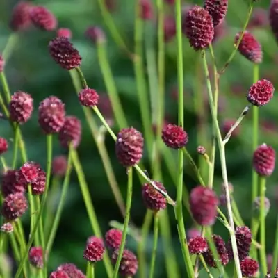 Кровохлебка ЧОКОЛАТ ТИП в Гомеле