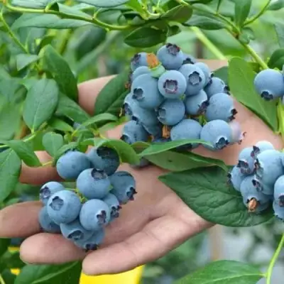 Голубика ТОРО в Гомеле