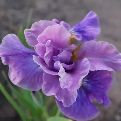 Ирис ХЭВИНГ ФАН сибирский в Гомеле