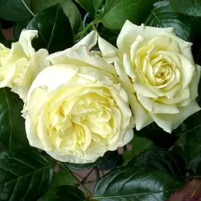 Роза ЭЛЬФ плетистая в Гомеле