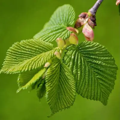 Вяз обыкновенный в Гомеле