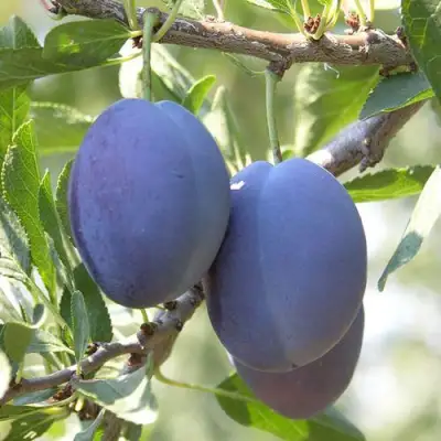 Слива СТЭНЛИ в Гомеле