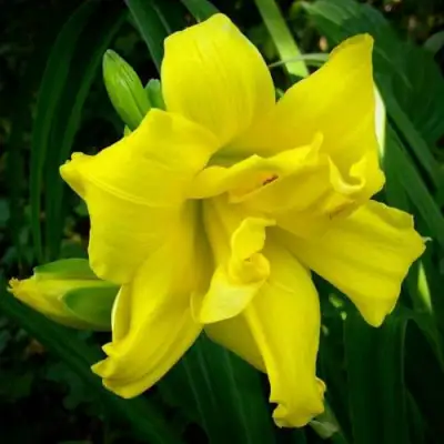 Лилейник ДАБЛ РИВЕР ВАЙ гибридный в Гомеле