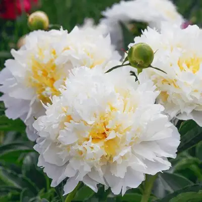 Пион ЧЕДДЕР ЧИЗ травянистый в Гомеле