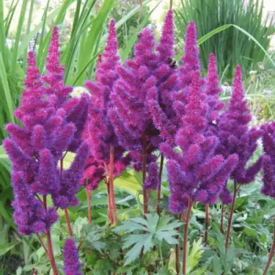 Астильба БЛЭК ЭНД БЛУ китайская в Гомеле